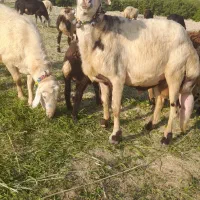 قوچ سفید|حیوانات مزرعه|اشترینان, |دیوار