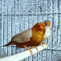 فنچ اورنج مولد