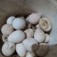 تخم  بوقلمون