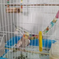 پرنده . عروس هلندی