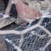 معاوضه|پرنده|نرماشیر, |دیوار