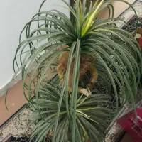 درخت نخل مصنوعی|گل مصنوعی|اهواز, زندوکیلی|دیوار