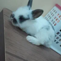 خرگوش لوپ|موش و خرگوش|سبزوار, پاسداران|دیوار