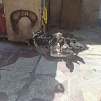 مرغ گلین و جوجه محلی