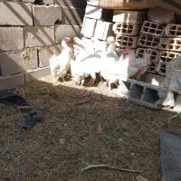 مرغ سر بری|حیوانات مزرعه|جوادآباد, |دیوار