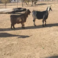 بز کهرد دار|حیوانات مزرعه|مرودشت, نقش رستم|دیوار