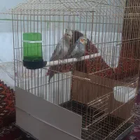 فروشی|پرنده|پاکدشت, پاکدشت (مامازند)|دیوار