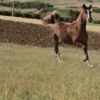 مادیان عرب صورت دار مصری یسر خوشگل|اسب و تجهیزات اسبسواری|مشهد, کلاهدوز|دیوار