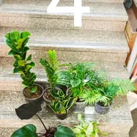 پکهای گیاهان آپارتمانی  - ارسال رایگان در تهران|گل و گیاه طبیعی|تهران, شهرآرا|دیوار