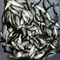 انواع بچه ماهی سفید و ماهی های پرورشی