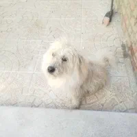 سگ پاکوتاه نر