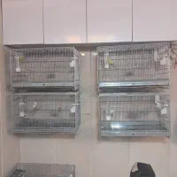 قناری نر و ماده