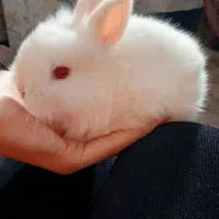 خرگوش لپی