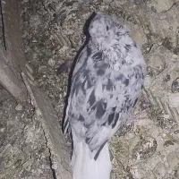 فروش کبوتر رنگی وپلاکی|پرنده|بهبهان, |دیوار