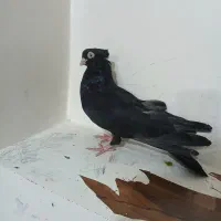کبوتر|پرنده|ایذه, |دیوار