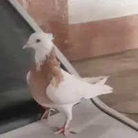 طوقی زرد|پرنده|بجنورد, |دیوار