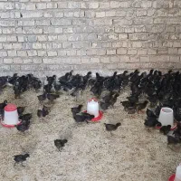 جوجه مرغ سیاه