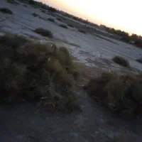 خار|لوازم جانبی حیوانات|کرباسک, |دیوار