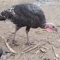 فروش بوقلمون