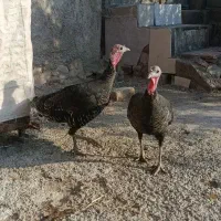 بوقلمون محلی