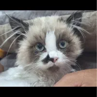 گربه رگدال پنج ماهه|گربه|اصفهان, برازنده|دیوار