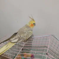 سه عدد عروس هلندی با قفس