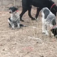 لاس شکم طلا|سگ|زیباشهر, |دیوار