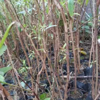 نهال اکالیپتوس ۲ ساله و ۱ ساله