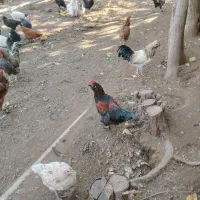 خروس جوان( بچه خروز)|حیوانات مزرعه|مرند, |دیوار