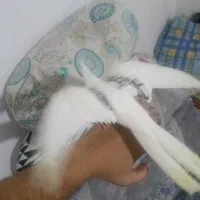 عروس هلندی