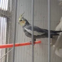 عروس هلندی بخون