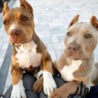 دامپزشک در محل،تمام مناطق (تهران،شهریار و حومه)