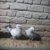 کبوتر شامی|پرنده|چهاربرج, |دیوار