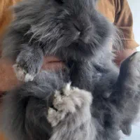 خرگوش لپ باهوش و دستی و اهلی