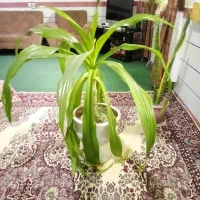 گل موزی و گل سانسوریاو استندگل فروشی