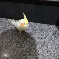 عروس هلندی تازه دون خور|پرنده|آمل, |دیوار