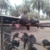 بوقلمون بالغ|حیوانات مزرعه|اهواز, کوی مهدیس|دیوار