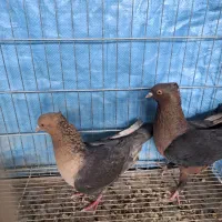 کبوتر آرشینگل کبوتر