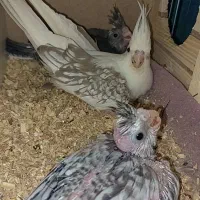 طوطی عروس هلندی جوجه وایتفیس و ایزابلا