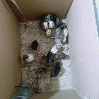 ۱۶ عدد جوجه محلی اصل