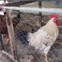 فروش جوجه خروس و مرغ