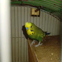 مرغ عشق نر آماده ، سلامت