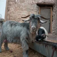 سن جون سه بیگ  10 قیمت  سن جون سه بیگ|حیوانات مزرعه|مسجد سلیمان, |دیوار