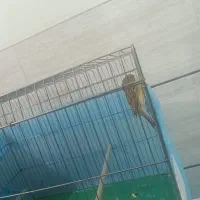 قناری ماده اماده|پرنده|شیراز, کوشک میدان|دیوار