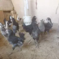 تخم مرغ نطفه دار جوجه گلین طوسی ریشی چهل تاج