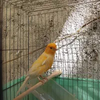 قناری نر زیبا