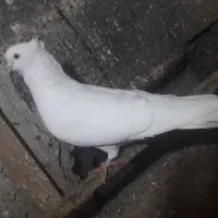 سه عدد حیوون سفید کاکل نوک ریز