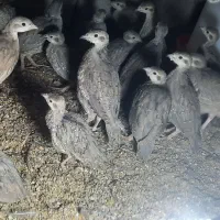 جوجه 50 روزه مطابق عکس|حیوانات مزرعه|قائن, |دیوار