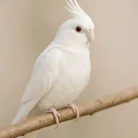 عروس هلندی نر میخام