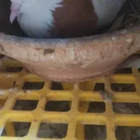 دوتا کبوترطوقی نر پرتقالی و زرد خال سیاه|پرنده|آبپخش, |دیوار